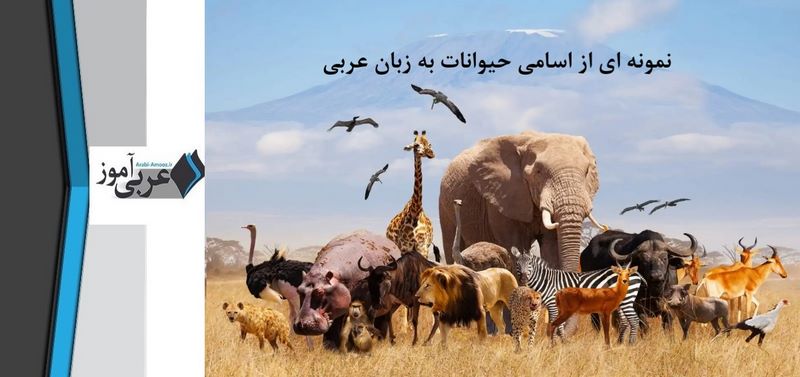 نمونه ای از اسامی حیوانات به زبان عربی